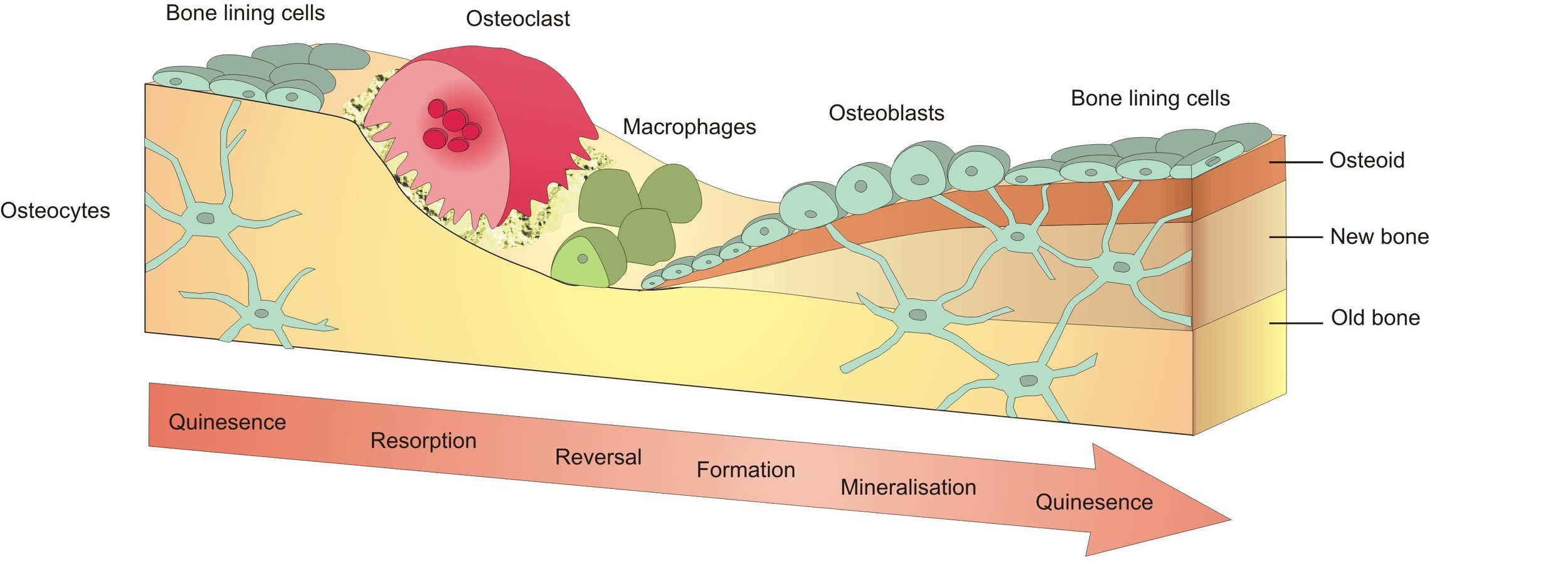  Processo de remodelamento ósseo 