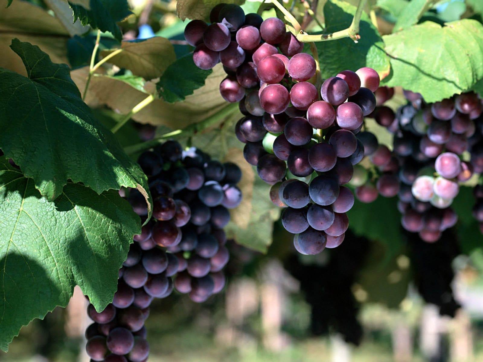 Resveratrol, encontrado em uvas vermelhas, pode ajuda na Artrose